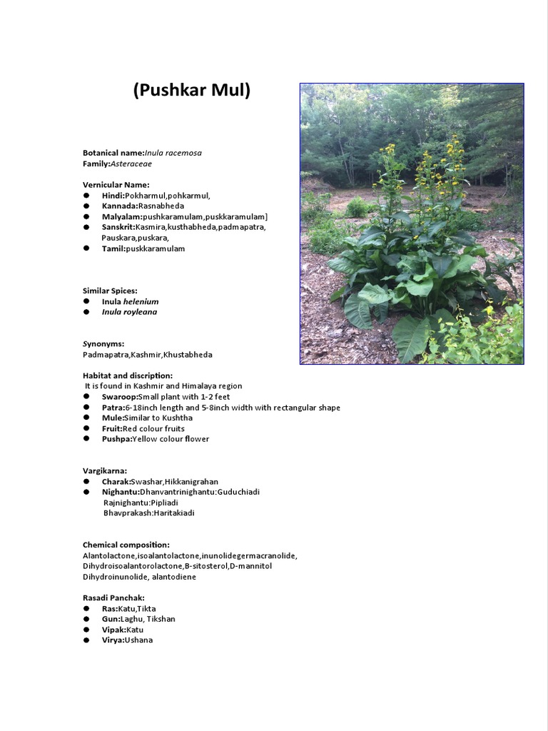 Inula racemosa: Uses & Benefits | PDF | Science & Mathematics