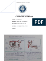 Trabajo 2 Hueso Alveolar