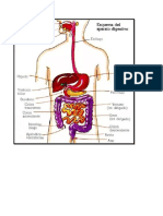 Sistemas Del Cuerpo Humano