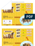 Infografia de La Abeja