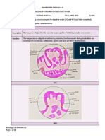 Histo Lab Exercise #15