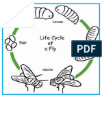 Life Cycle of Fly