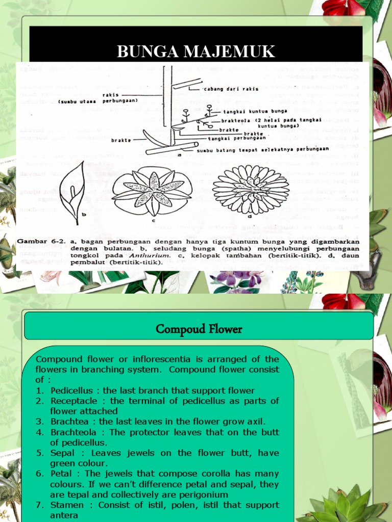 Bunga Majemuk 2a Pdf Petal Flowers