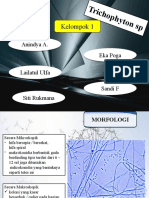 Kelompok 1 (Trichophyton SP)
