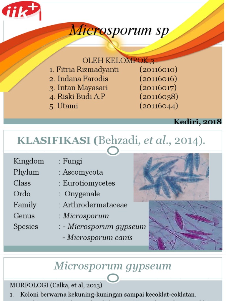 Morfologi dan Epidemiologi Microsporum | PDF | Sains & Matematika
