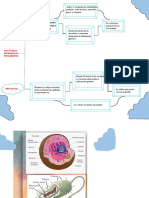 Eucariotas y Procariotas Mapa Mental