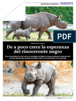 De a poco crece la esperanza del rinoceronte negro