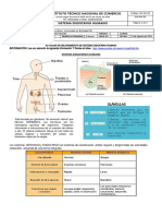 Actividad de Mejoramiento de Sistema Endocrino Humano