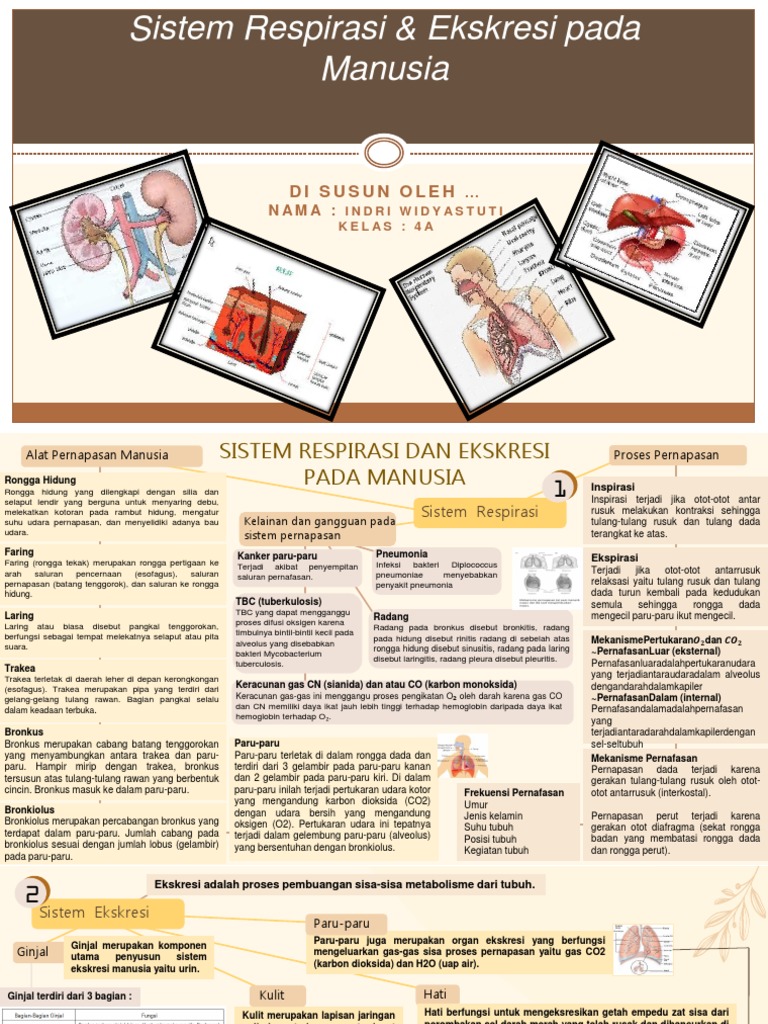 Mind Map Ipa Sekolah Sistem Respirasi Dan Ekskresi Indri Widyastuti | PDF
