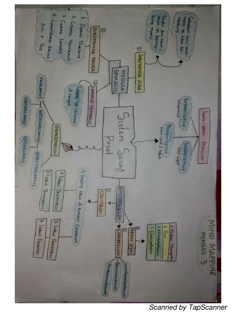 Mind Map Sistem Saraf Pusat (Paulina Estefania)