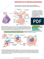 Embriologia e Histologia de Endocrino