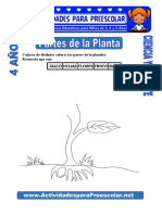 Partes de La Planta para Niños de 4 Años