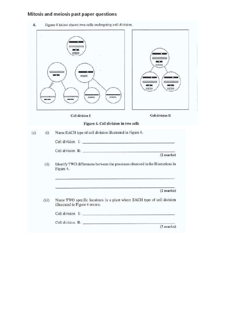 Mitosis And Meiosis Past Paper Questions Pdf