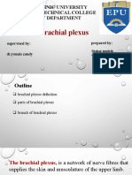 Brachial Plexus (Autosaved)