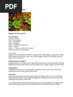 Download pegagan by ibnu sabil SN5057633 doc pdf