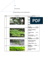 M. Iqbal Putra. S - 1192060058 - Mengidentifikasi Lumut Di Sekitar
