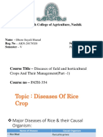 diseases of rice