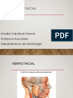 Nervio Facial