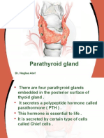 Parathyroid Gland Controls Calcium Levels