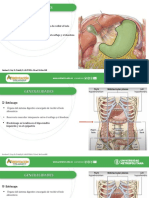 Anatomia Iii, Generalidades y Configuración Ext. (Estomago)