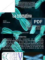 02 Cromatina Definitiva