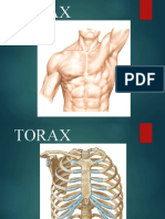 Torax