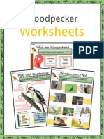 Sample Woodpecker Worksheets