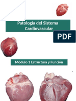 Generalidades Cardiovascular