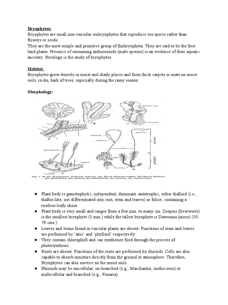 Bryophytes | PDF | Sexual Reproduction | Moss