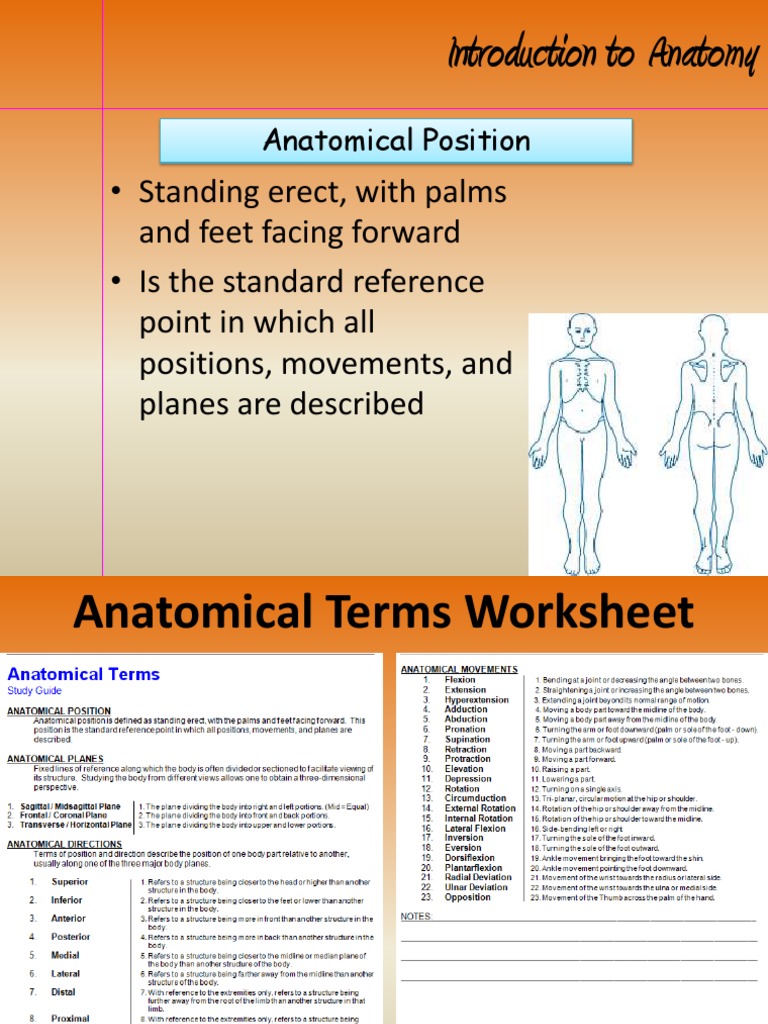 Anatomical Terms Of Motion Biology Diagrams
