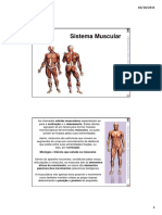 Os principais componentes anatômicos dos músculos esqueléticos