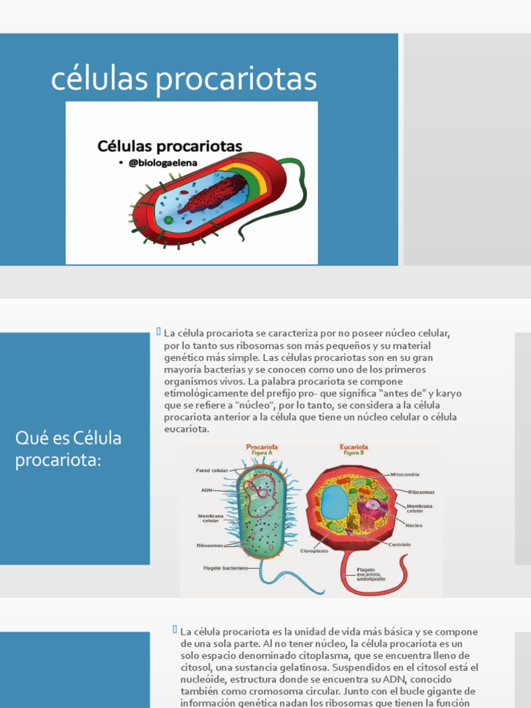 Características de las Células Procariotas | PDF | Biopelícula | Las ...