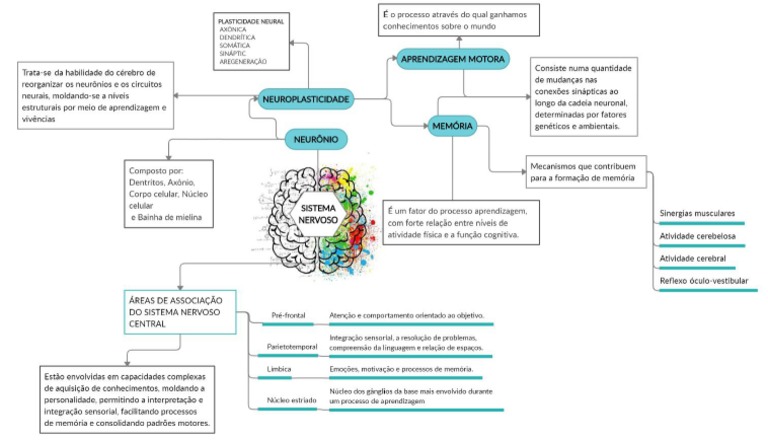 Mapa Conceitual Sistema Nervoso | PDF