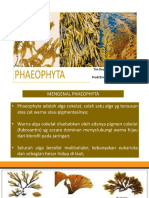 PHAEOPHYTA