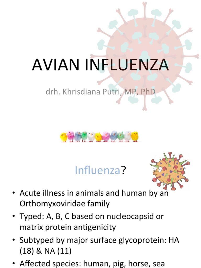 Avian Influenza: Drh. Khrisdiana Putri, MP, PHD | PDF | Influenza A ...
