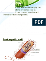 Prokaryotic and Eukaryotic Cell Cycle Stages Explained