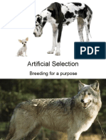 Artificial Selection: Breeding For A Purpose