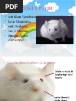 Download 2007 Tikus Putih Rattus Norvegicus by Nurul Fatmawati Pua Upa SN50615460 doc pdf