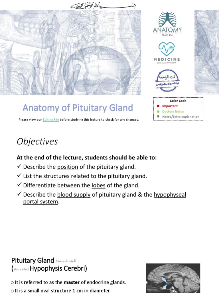 Pituitary Gland Anatomy Overview | PDF | Pituitary Gland | Hypothalamus