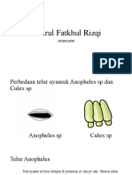 Praktikum Nyamuk - Khoirul Fatkhul Rizqi - 2018011098