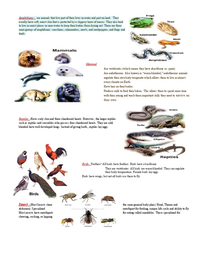 Animals and Characteristic PDF Amphibian Reptile