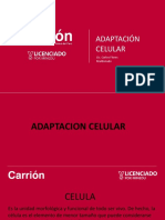 CLASE_2__adaptacion_celularmmmm
