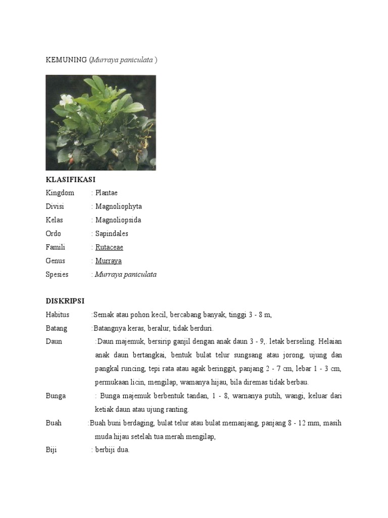 KEMUNING Murraya Paniculata | PDF | Griya & Taman