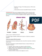 Ensayo de Biologia 2do Cuatrimestre (Huesos)