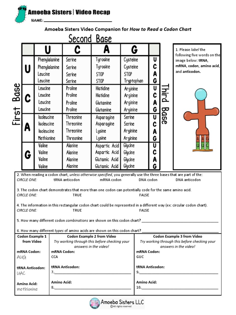 Codon Chart Reading Guide | PDF | Genetic Code | Messenger Rna