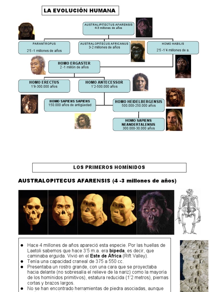 La Evolución Humana | PDF | Homo | neanderthal