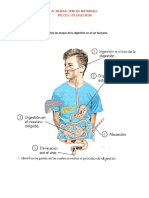 Etapas de La Digestion