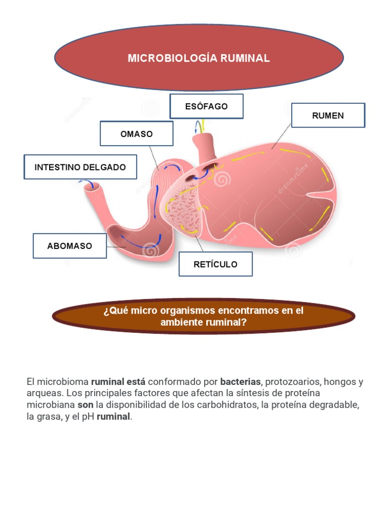 Copia de 10-Microbiologia-Ruminal2 | PDF | Rumiante | Lípido