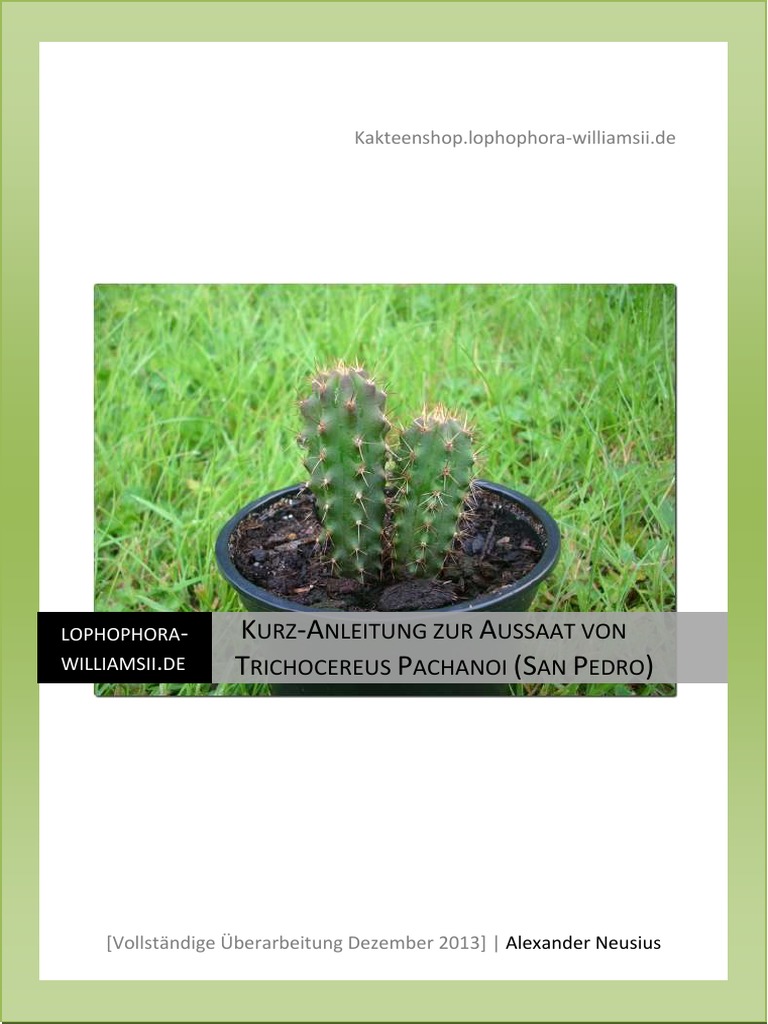 monstera zeichnung Monstera plant drawing main image 0