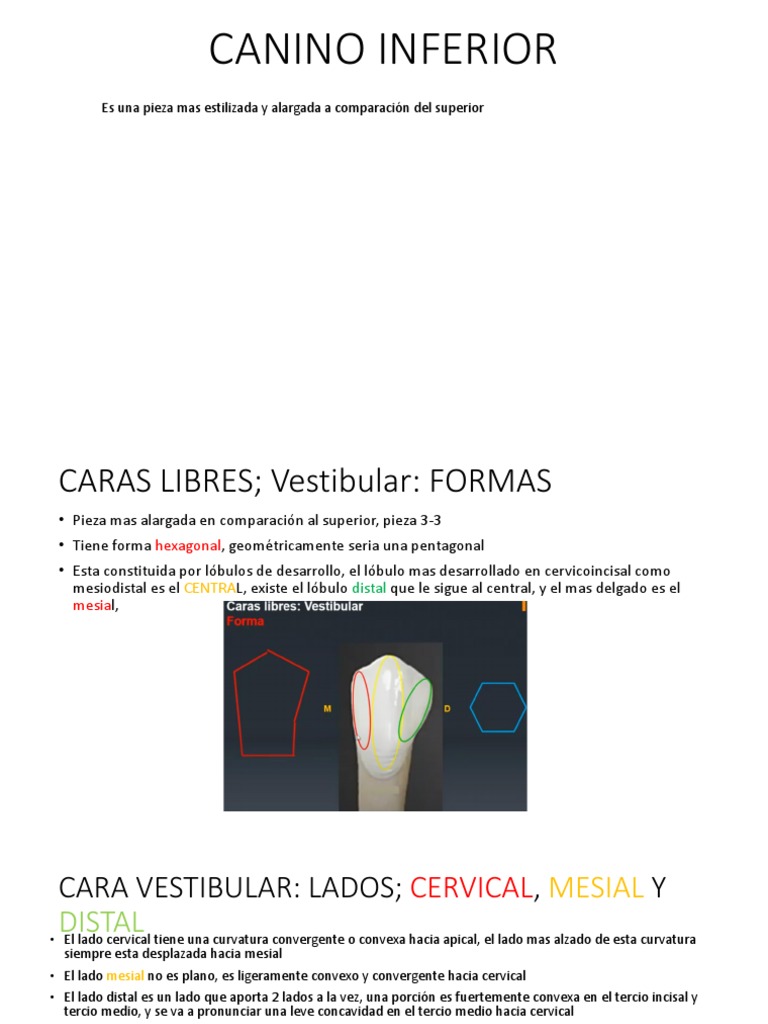 Canino Inferior | PDF | Naturaleza | Enseñanza de matemática